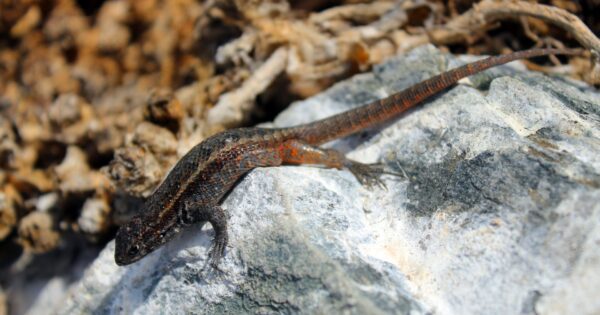 Académico de la carrera de Medicina Veterinaria UVM describió una nueva especie de lagartija en Chile